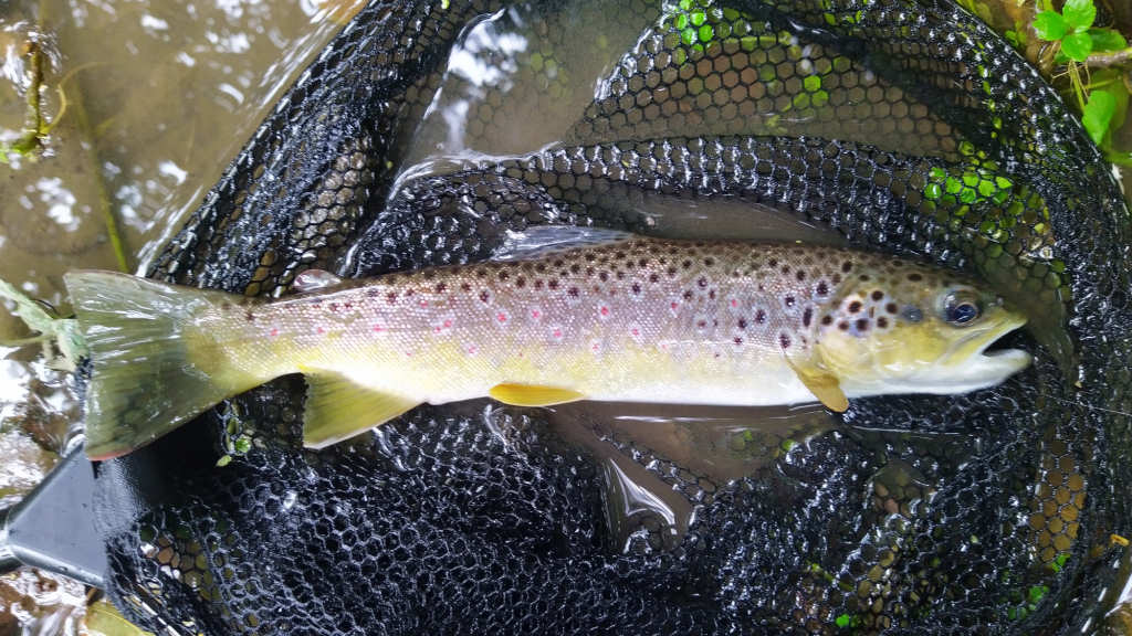Photo of the best trout of the day
